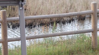 Aire CC Ai Delfini, Albinia