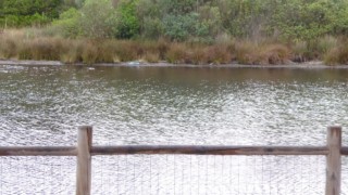Aire CC Ai Delfini, Albinia